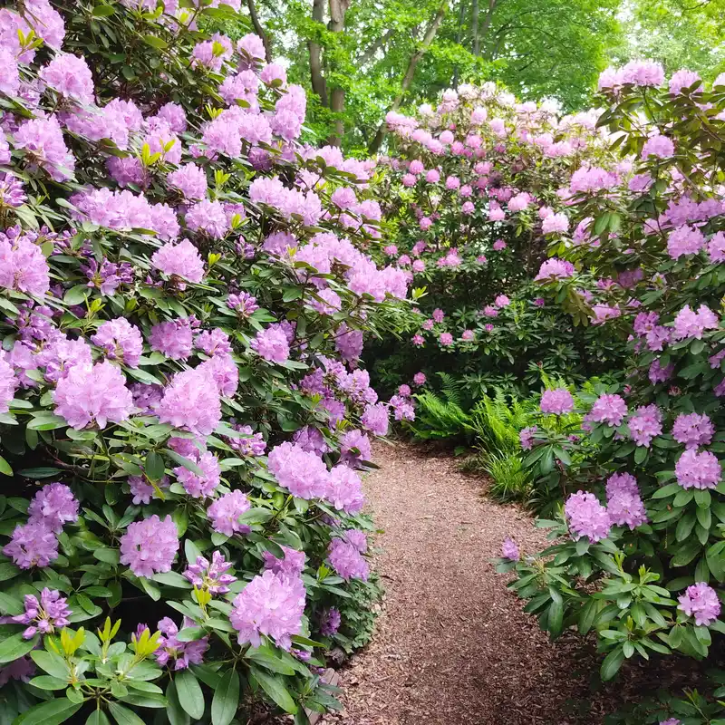 Rhododendronblüte im Britzer Garten