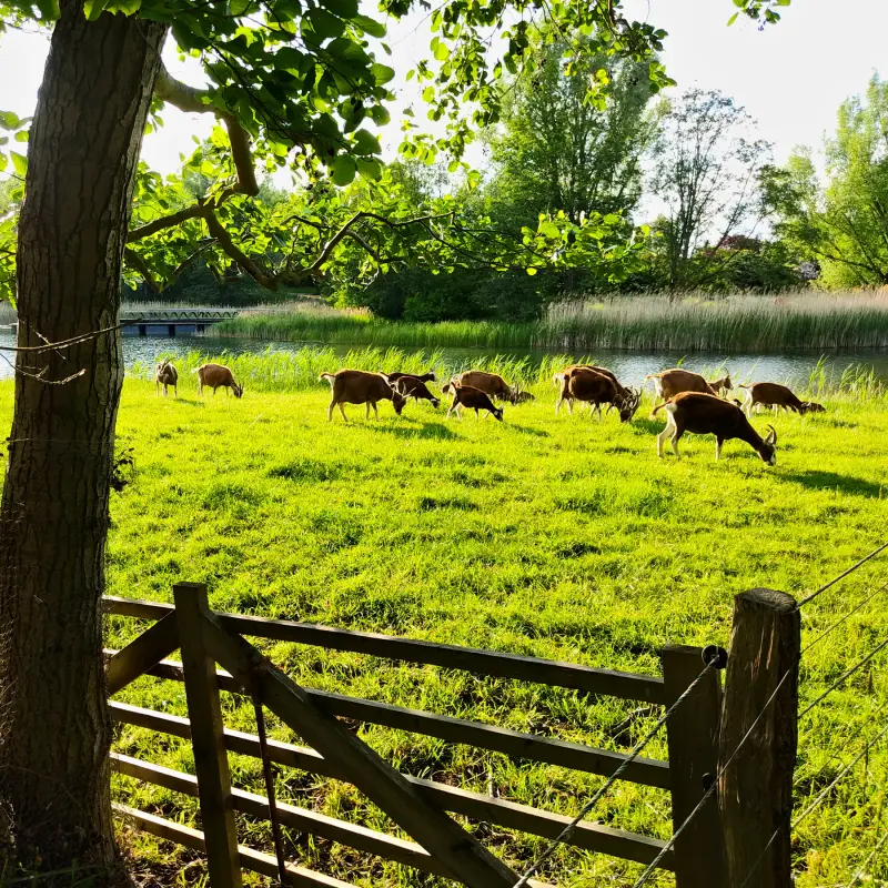 Ziegen im Britzer Garten