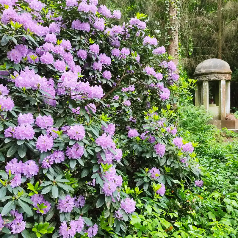 Rhododendronblüte auf dem Südwestkirchhof