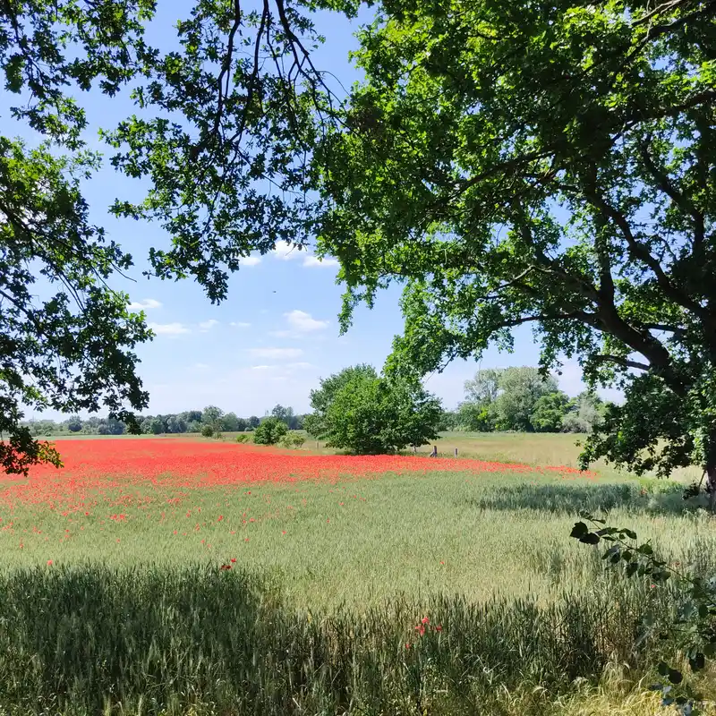 Über die sonnige Bornimer Feldflur zu den Ufern des Jungfernsees und des Griebnitzsees