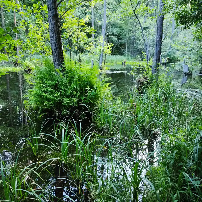 Wälder und Wiesen