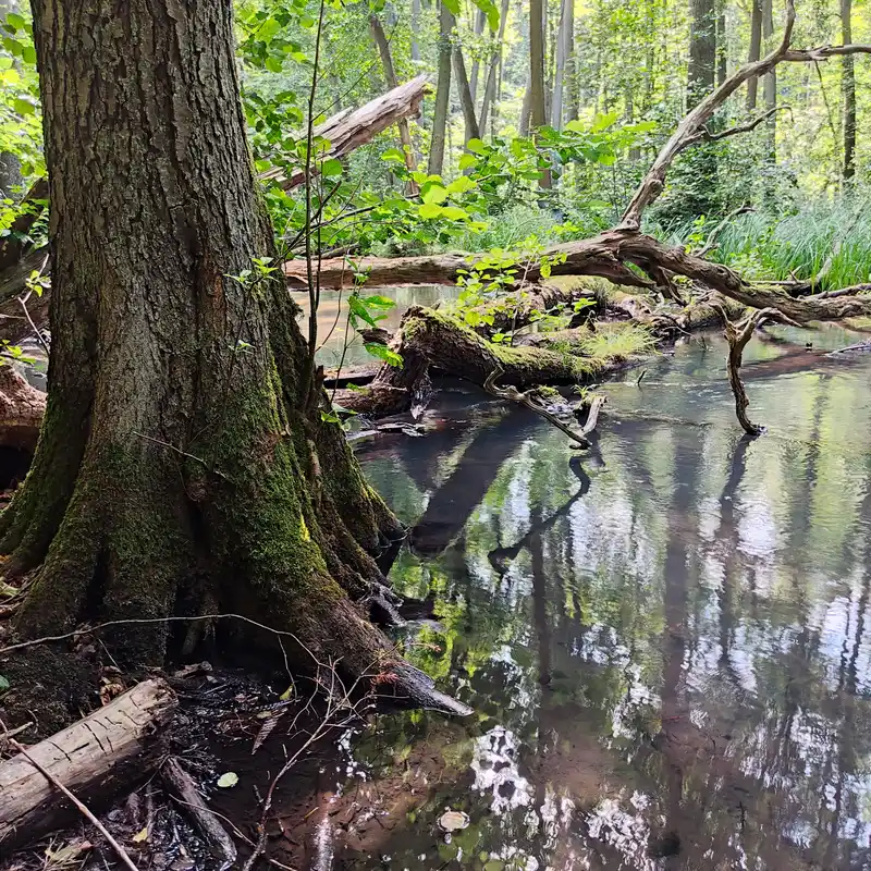 Natur pur an der Schwärze und dem Nonnenfließ