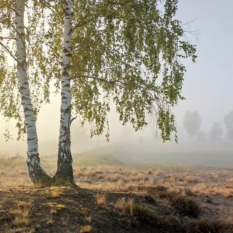 Mystische Morgenwanderung in der Döberitzer Heide