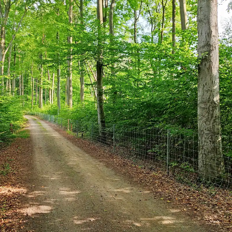 Weg durch Buchenwald