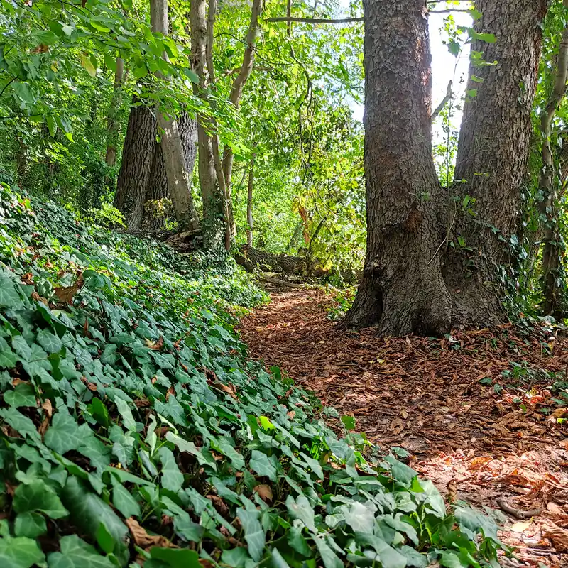 Wanderweg am Ruppiner See