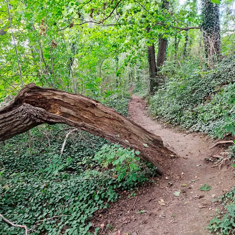 Wanderweg am Ruppiner See