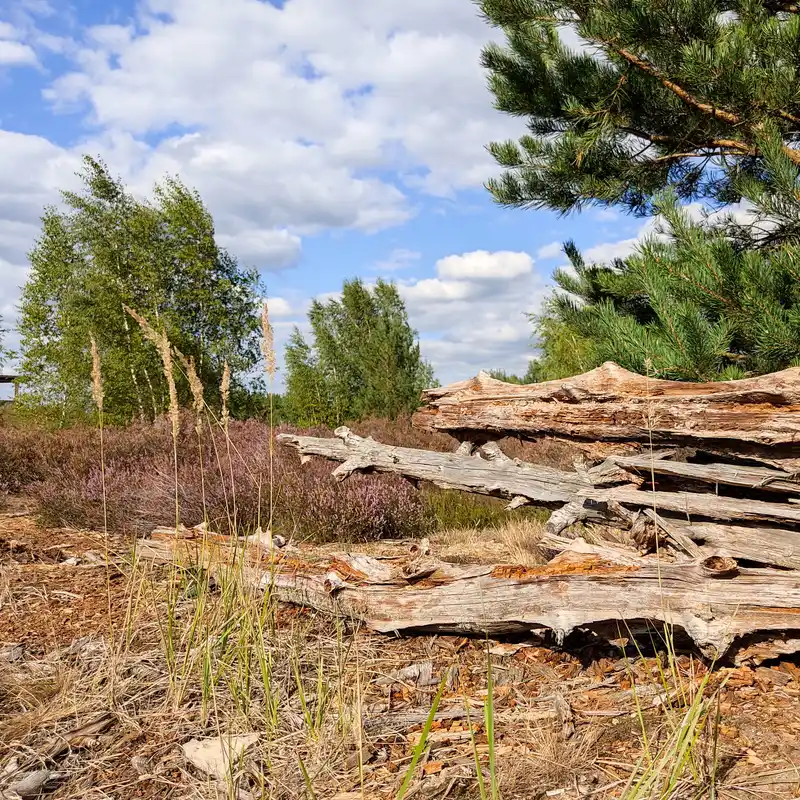 Heideblüte, Badestrände und Waldweidegebiete im Nordosten von Berlin