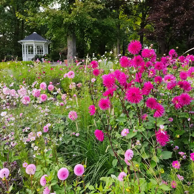 »Dahlienfeuer« im Britzer Garten