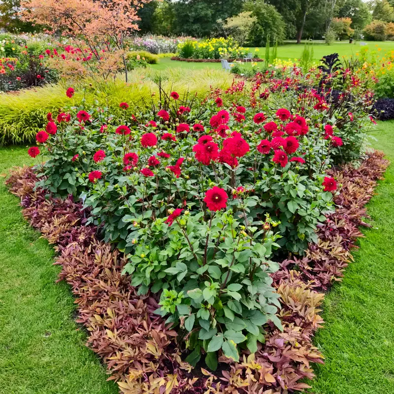 »Dahlienfeuer« im Britzer Garten