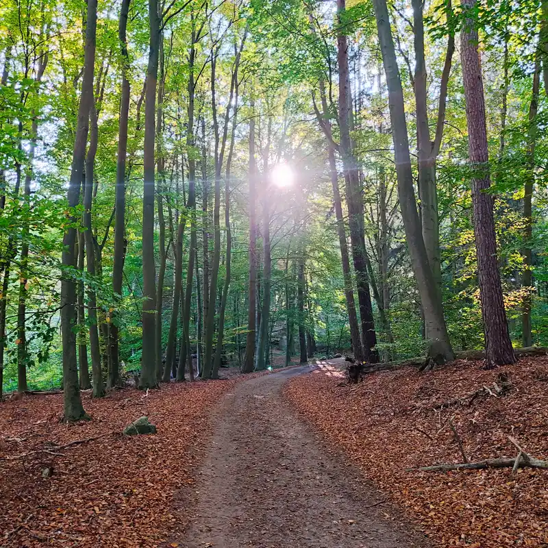 Wanderweg im Wald