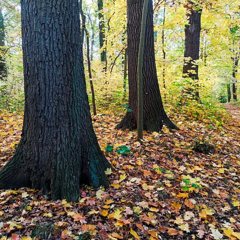 Herbstwald