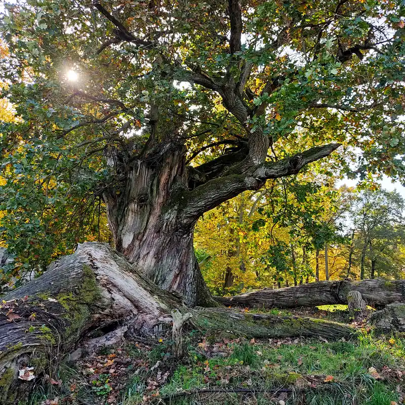 »Tausendjährige Eiche« im Schlosspark Sacrow