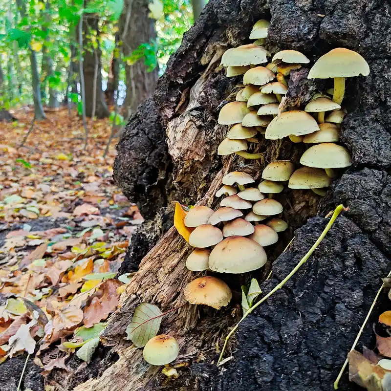 Pilze auf einem Baumstamm
