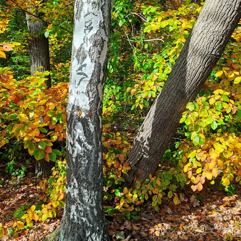 Herbstwald