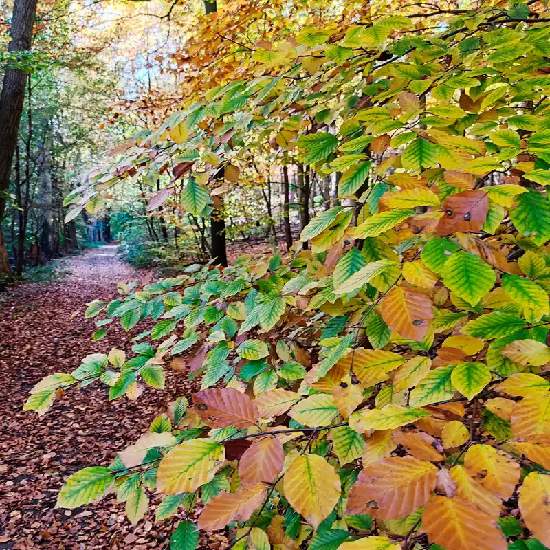 Herbstwald