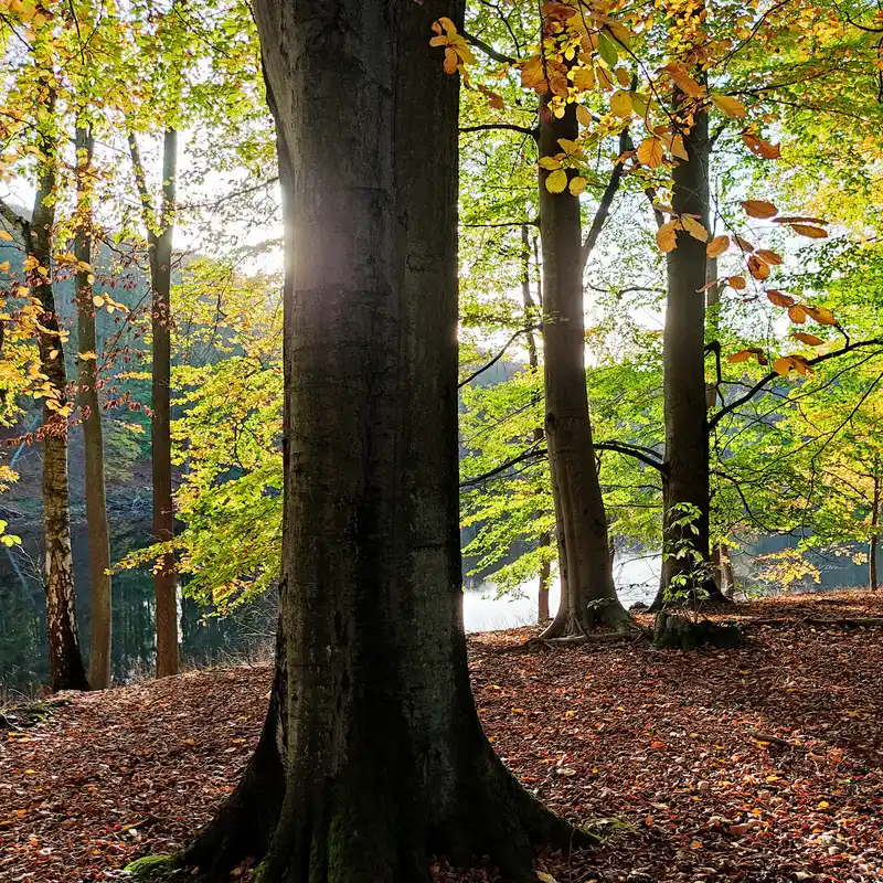 Buchenwald am Buckow-See