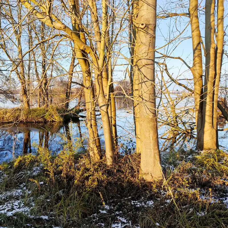 Bäume an der Havel