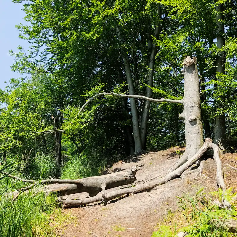 Abgestorbene Buche am Hellsee