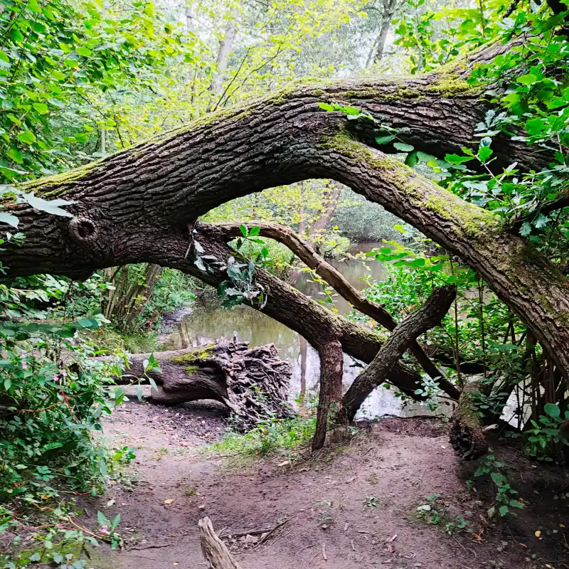 Umgestürzter Baum an der Bille