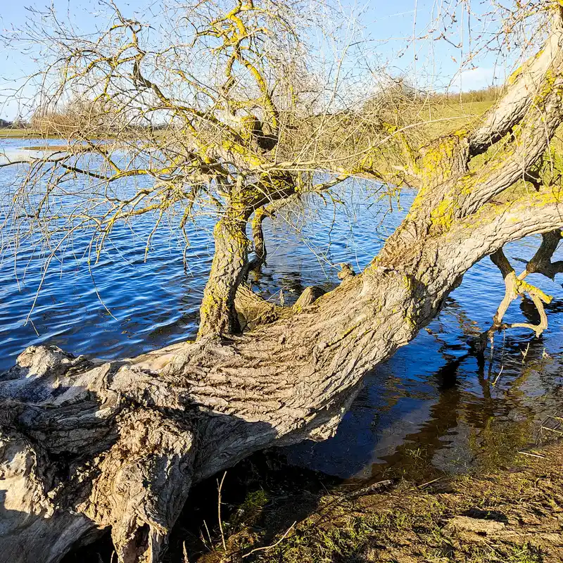 Baum in den Elbauen