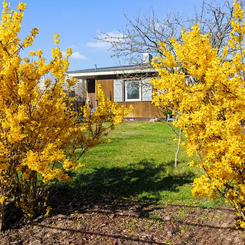 Blühende Forsythien