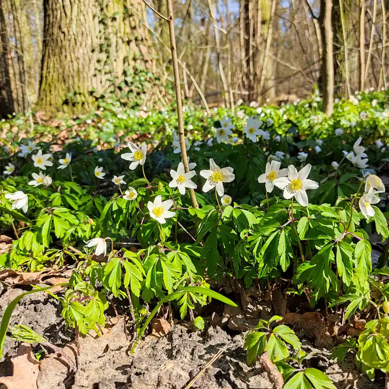 Frühlingswanderung durch den Bredower Forst zu Buschwindröschen und Bärlauch