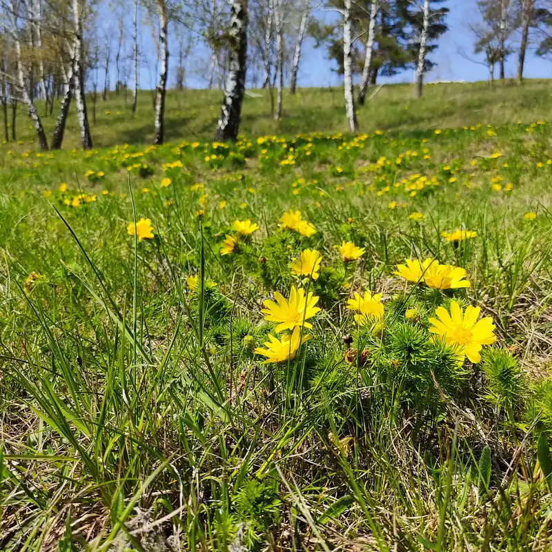 Adonisröschen und Aussichtshügel am Rand des Oderbruchs zwischen Mallnow und Seelow