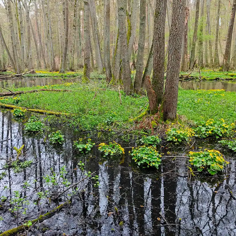 Sumpfdotterblumen in der Schwärze