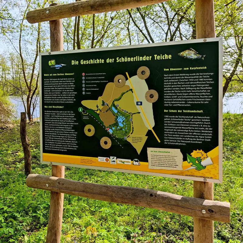Auf dem Löwenzahnpfad um die Schönerlinder Teiche Wanderfeeling in