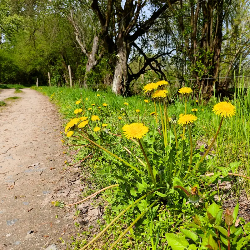 Auf dem Löwenzahnpfad um die Schönerlinder Teiche Wanderfeeling in