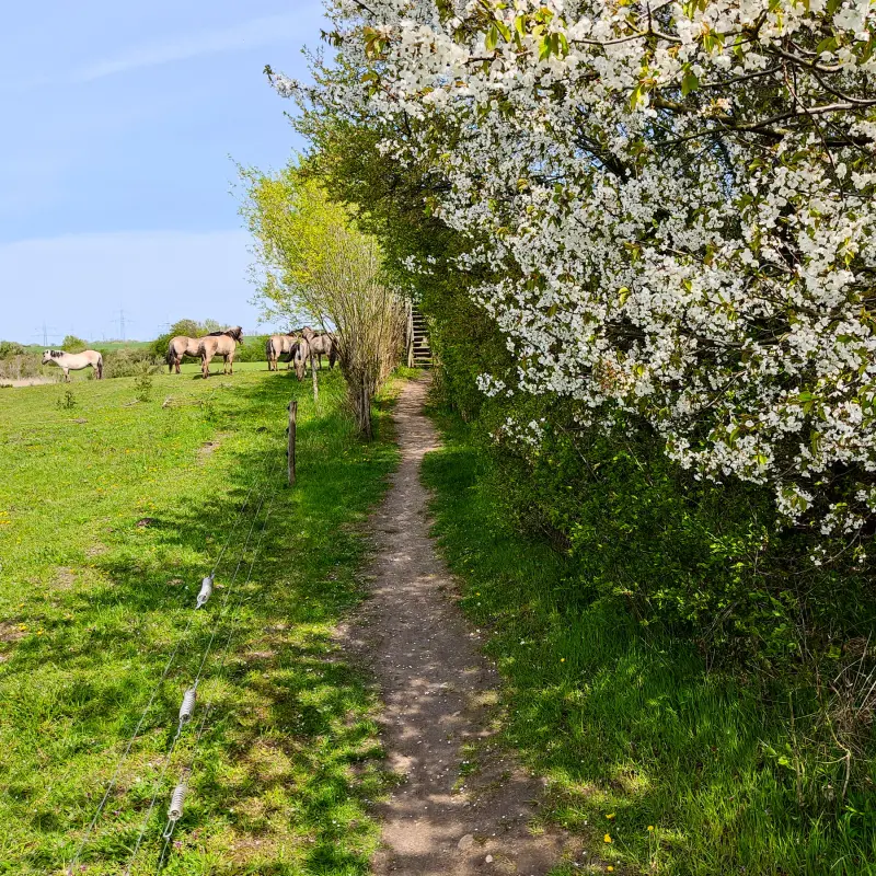 Auf dem Löwenzahnpfad um die Schönerlinder Teiche Wanderfeeling in