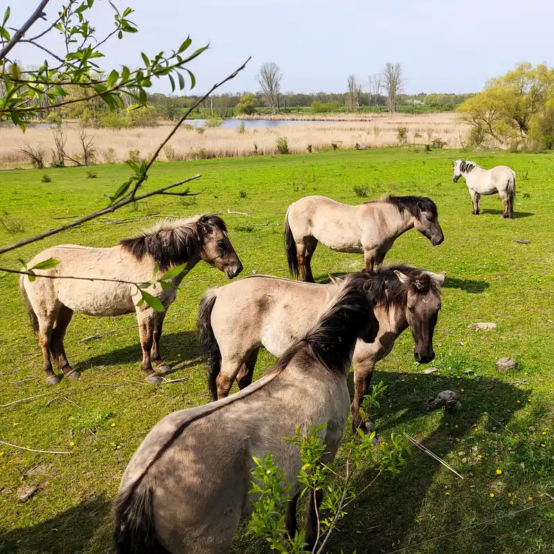 Auf dem Löwenzahnpfad um die Schönerlinder Teiche