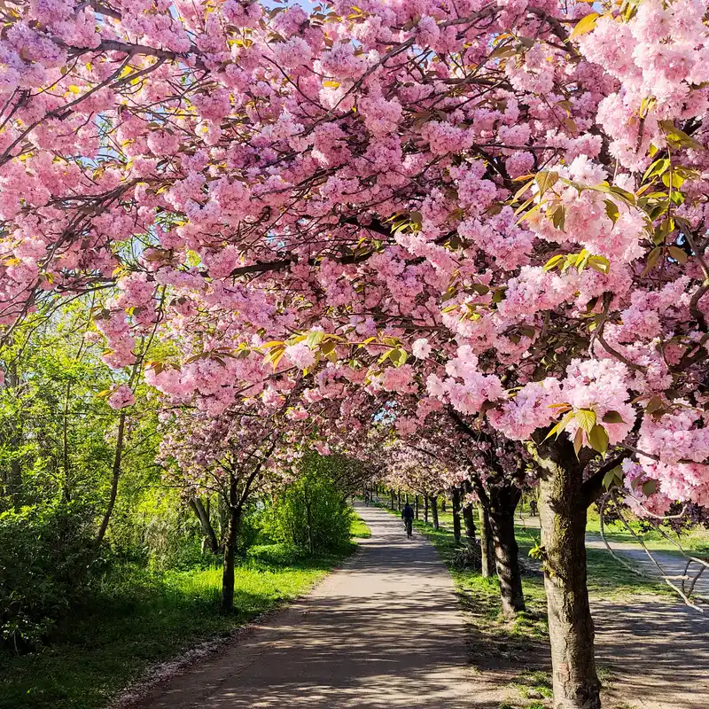 Frühling in Pankow – Kirschblüten und Parkanlagen am Rand des Berliner Mauerwegs