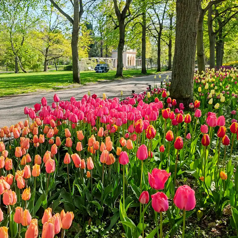 Tulpen im Bürgerpark