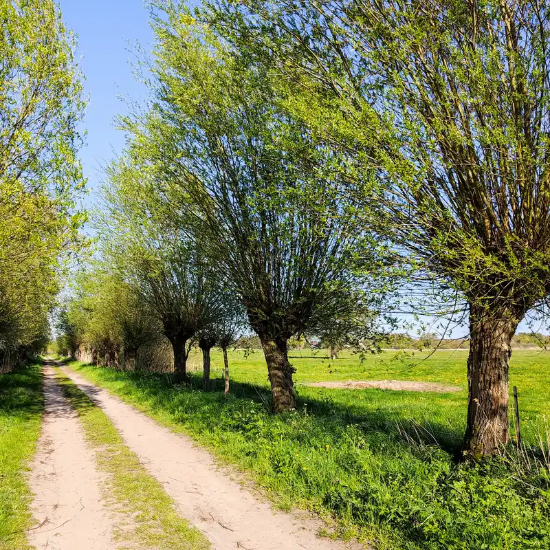 Weidenallee an den Schindelwiesen