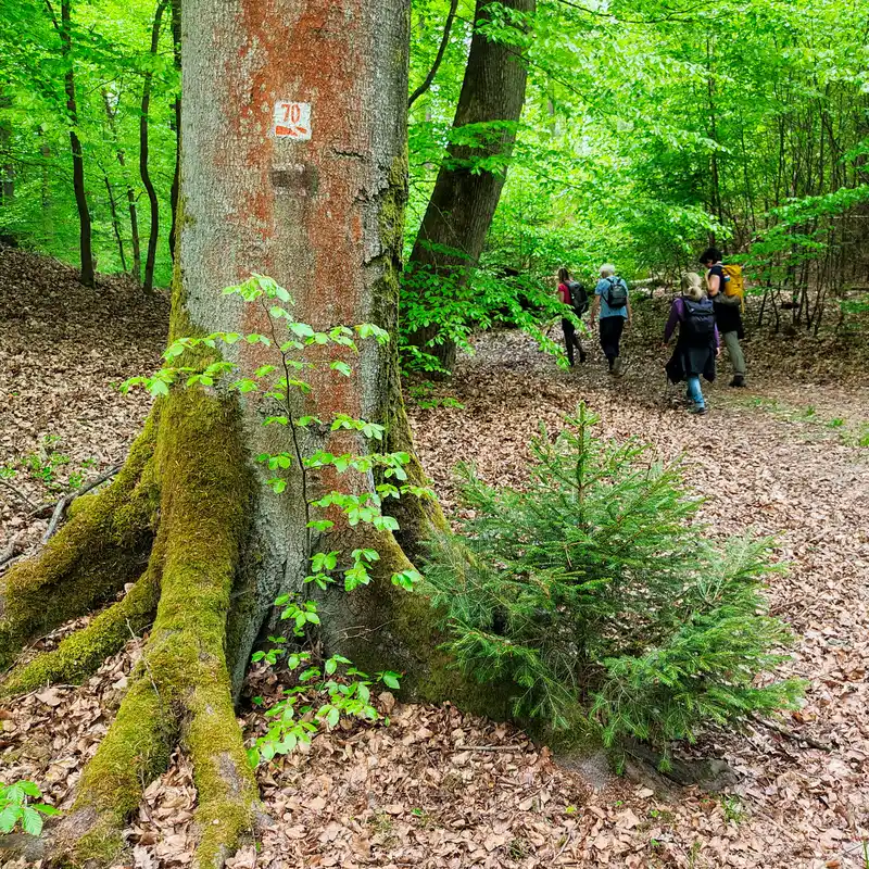 Findlinge und frühlingshafte Buchenwälder im Hohen Fläming