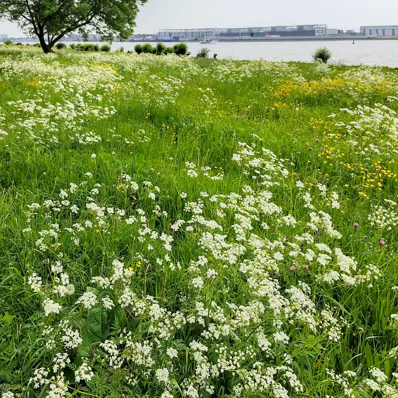Blühende Wiesen an der Elbe