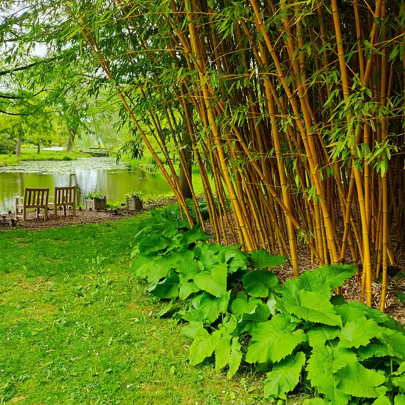 Bambushain im Loki-Schmidt-Garten