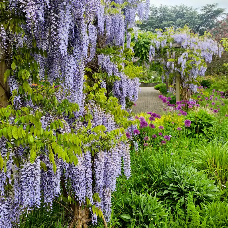 Blauregen im Loki-Schmidt-Garten