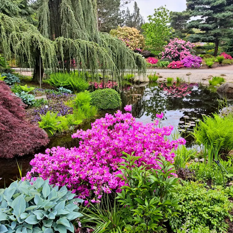 Rhododendren im Loki-Schmidt-Garten