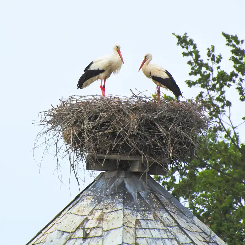 Storchennest in Rühstädt