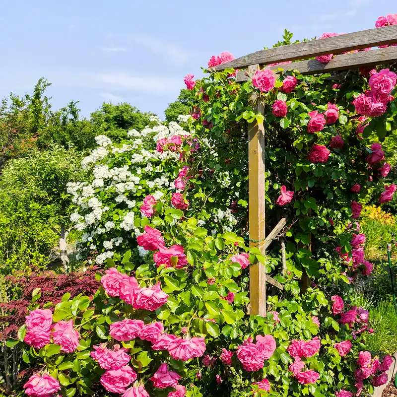 Kleingarten mit Rosenblüten