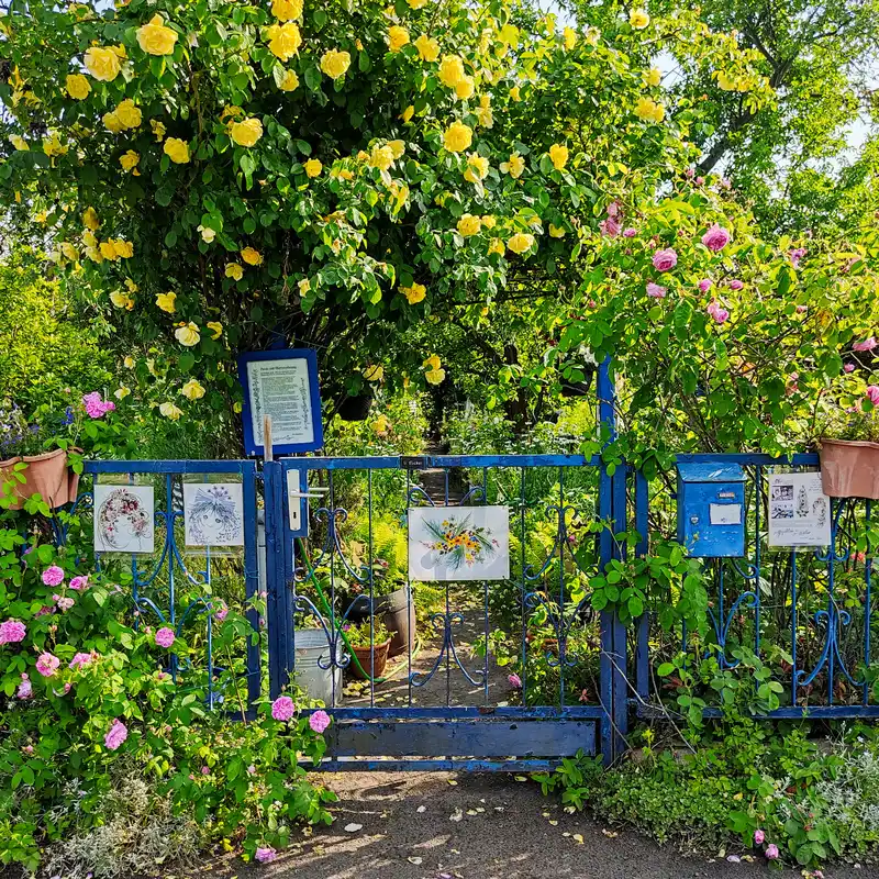 Kleingarten mit Rosenblüten