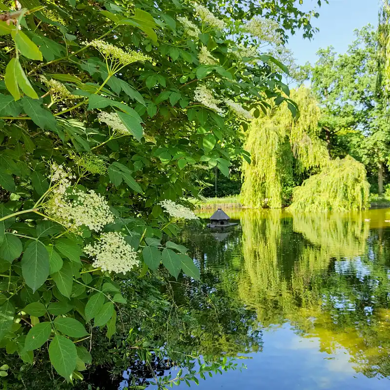 Rosen und alte Weiden – Achtsamer Morgenspaziergang im Stadtpark Steglitz