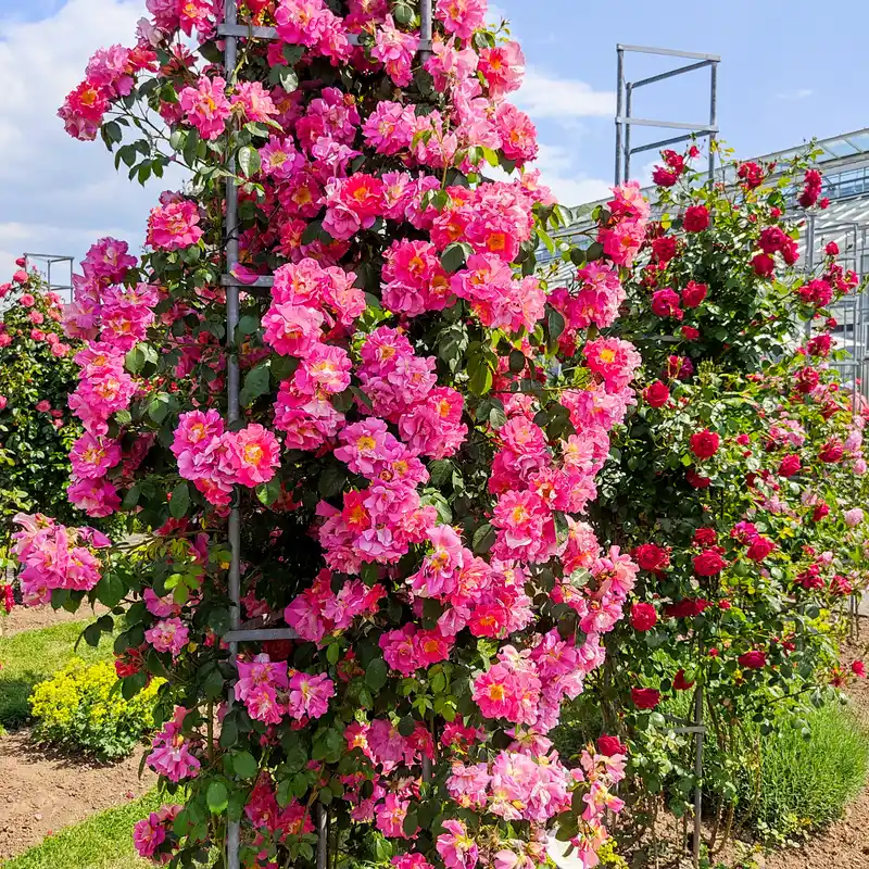 Kletterrosen im Europa-Rosarium