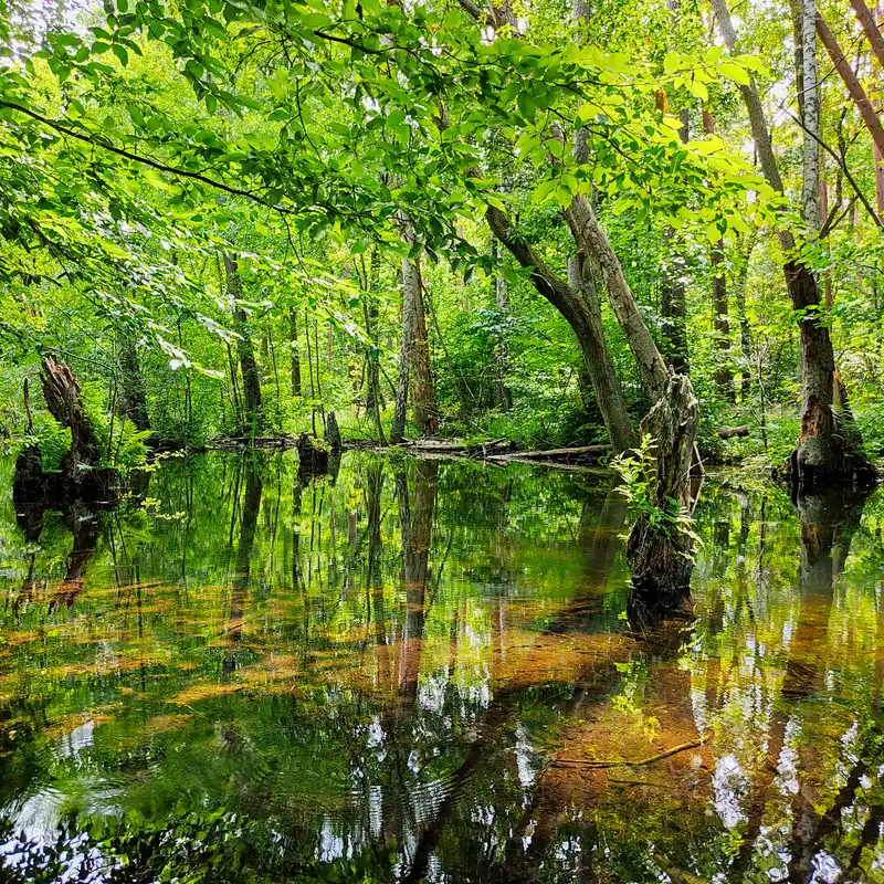 Entlang der wildromantischen Kuhlake durch den Spandauer Forst