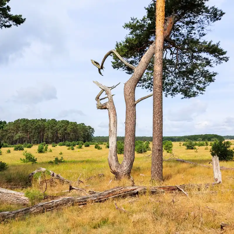 Seen, Wälder und Wiesen im westlichsten Zipfel des Müritz-Nationalparks