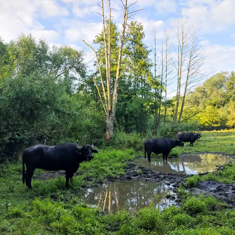 Auf dem Barnimer Dörferweg durch das ursprüngliche Tegeler Fließtal nach Lübars