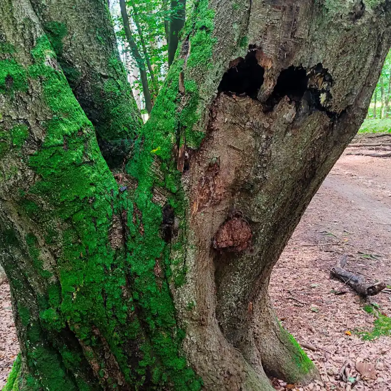 Baum mit Gesicht?