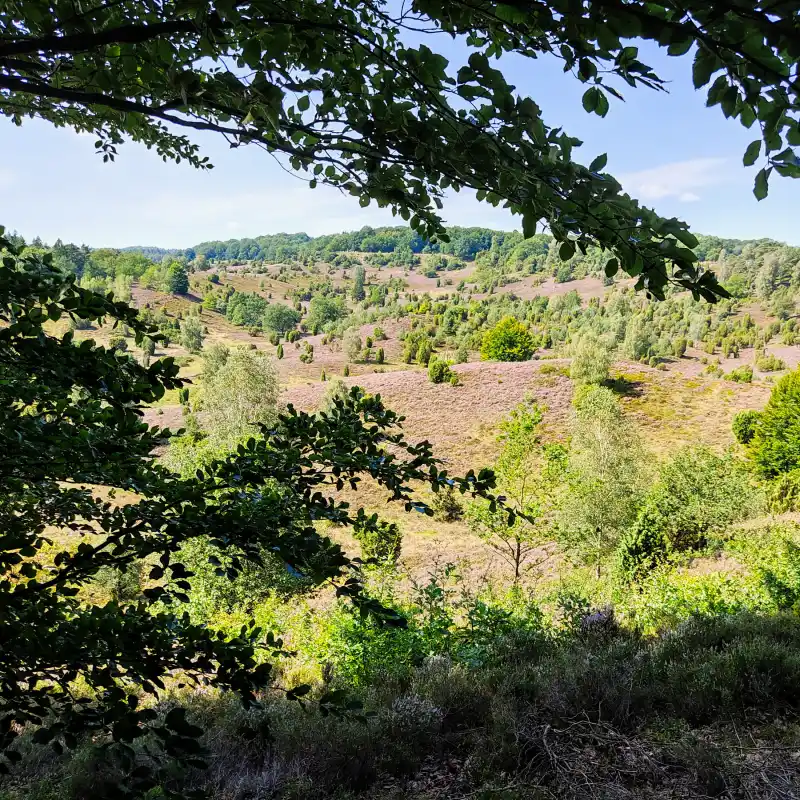 Auf der Heideschleife Wilseder Berg durch das Herz der Lüneburger Heide